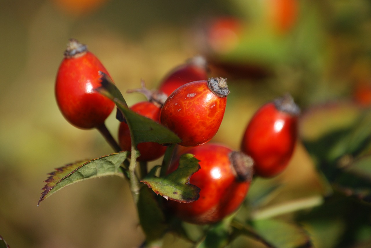 Image - rosehips berry branch plant red