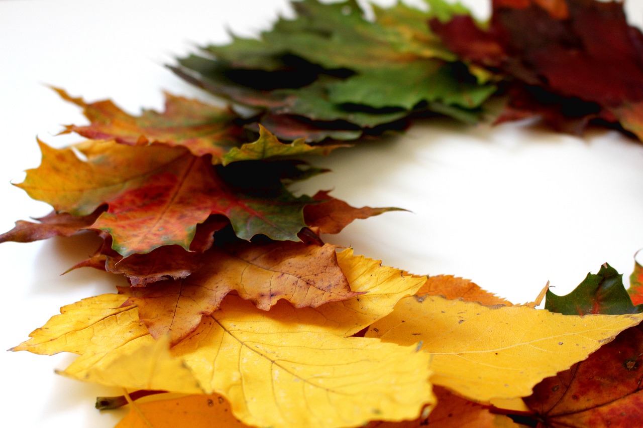 Image - leaves autumn fall foliage leaf