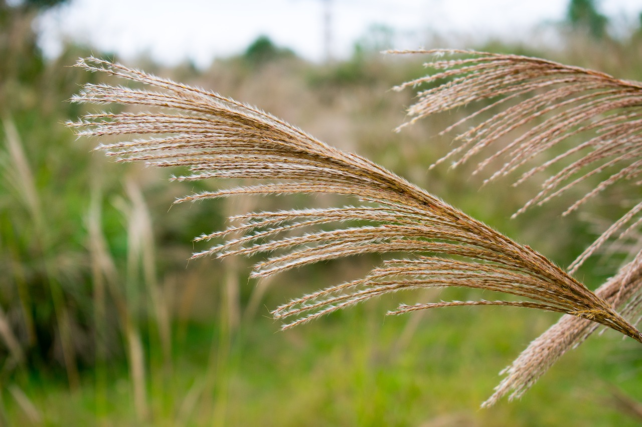 Image - pampas grass pampas grass pruning