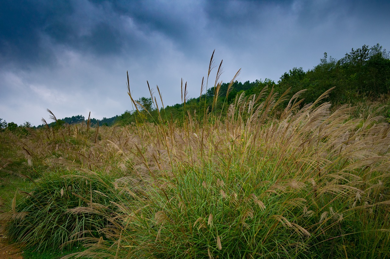 Image - pampas grass pampas grass grass