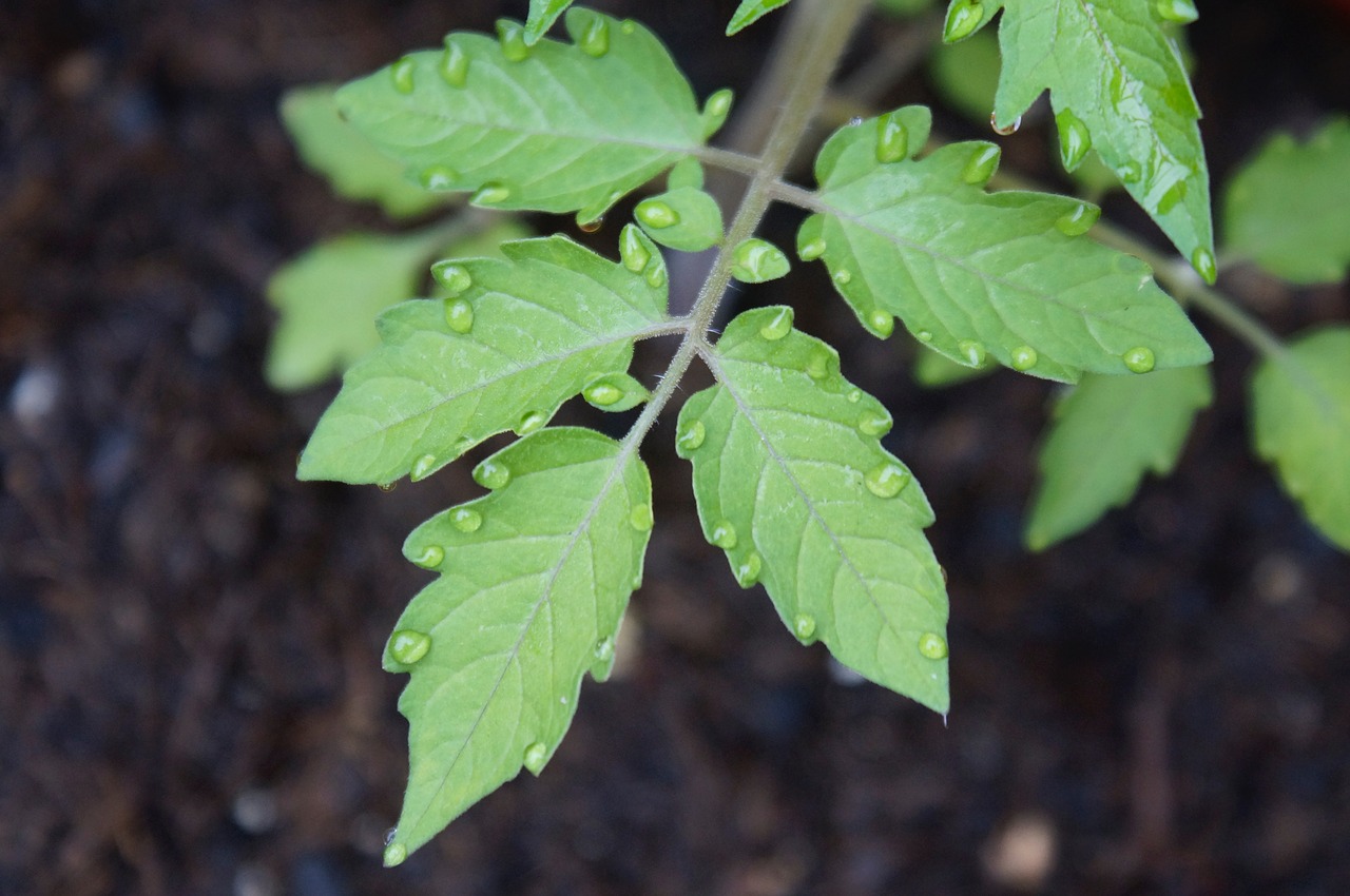 Image - tomatoes drop of water drip plant