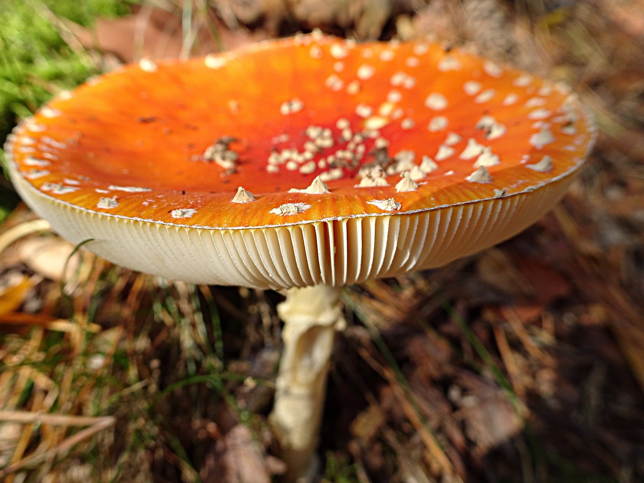 Image - forest leaves everything mushroom