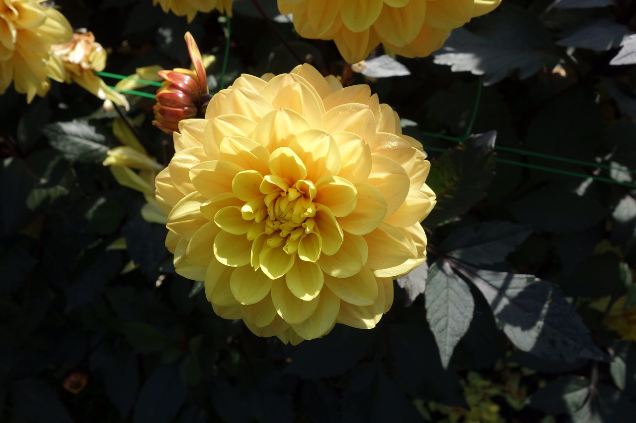 Image - dahlia flower dalia garden flor