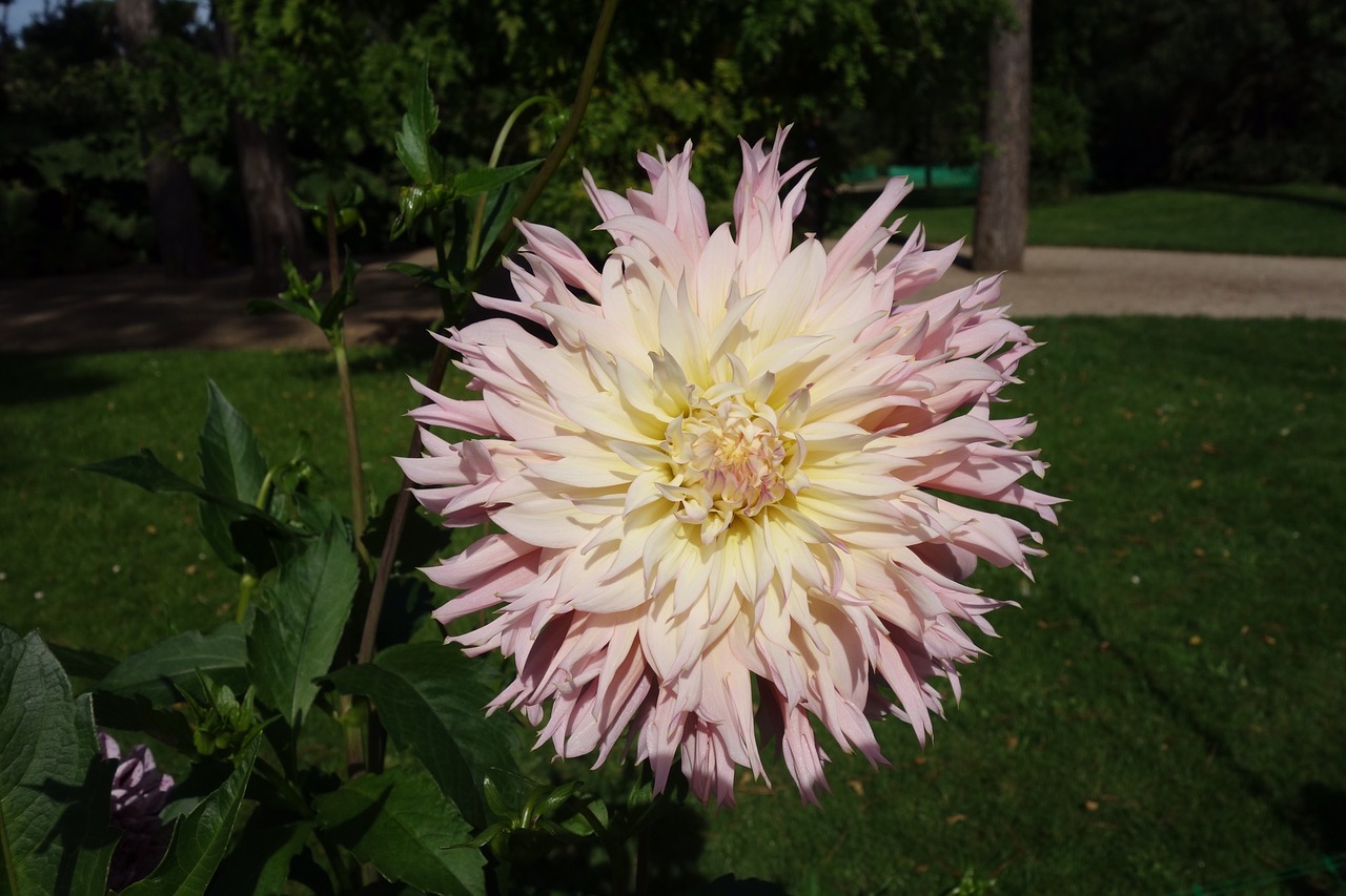 Image - dalia flor naturaleza dahlia