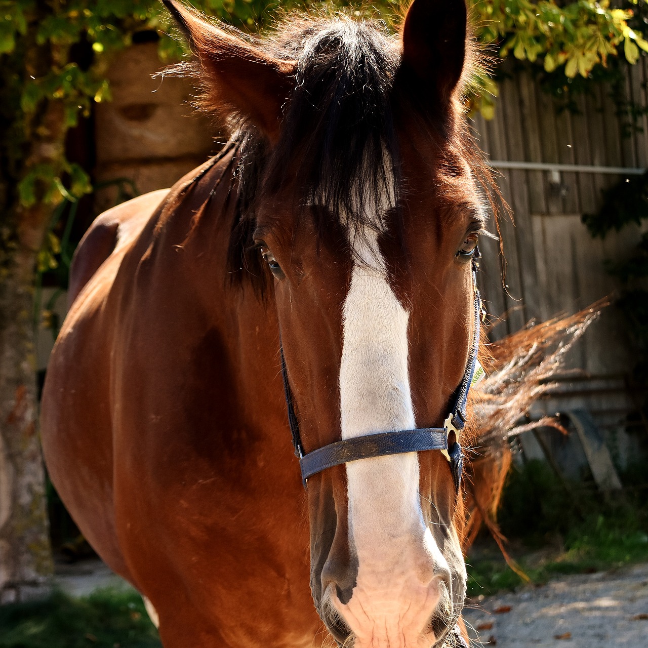 Image - shire horse horse big horse ride