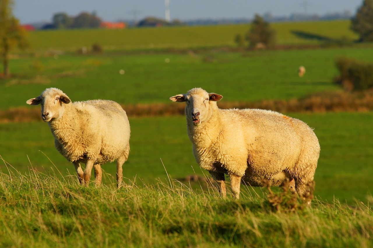 Image - sheep dike grass late autumn wool