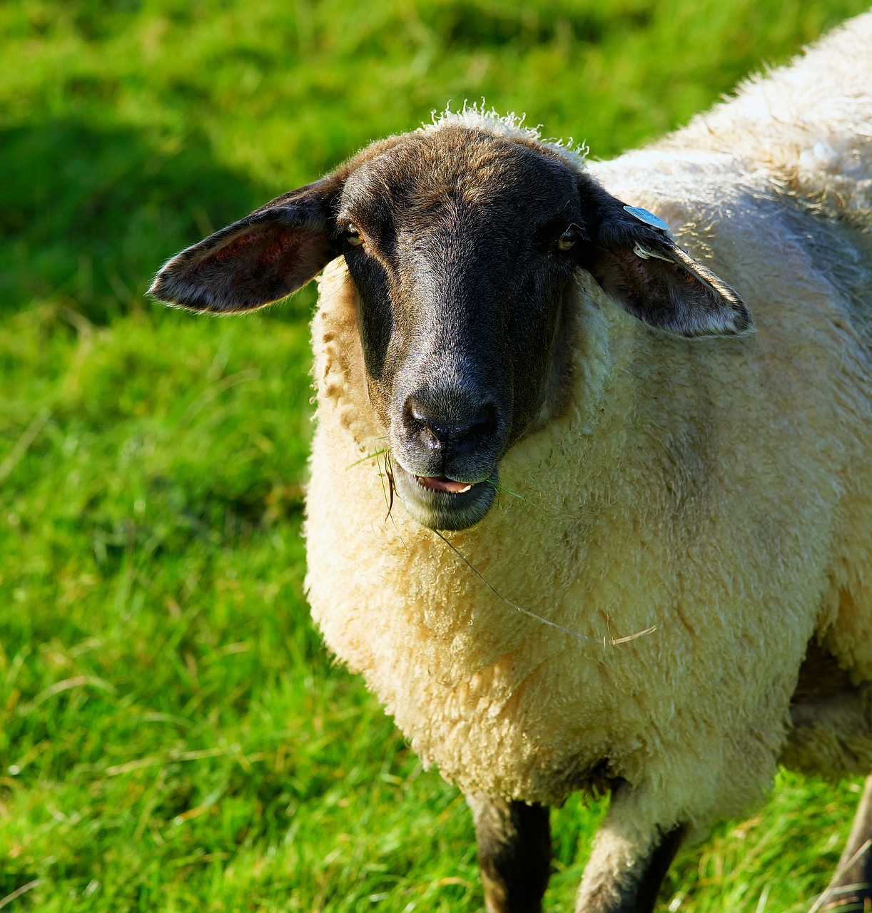 Image - sheep dike grass late autumn wool