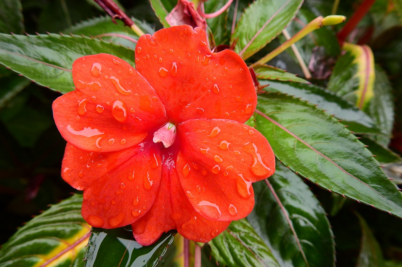 Image - red flower nature after the rain