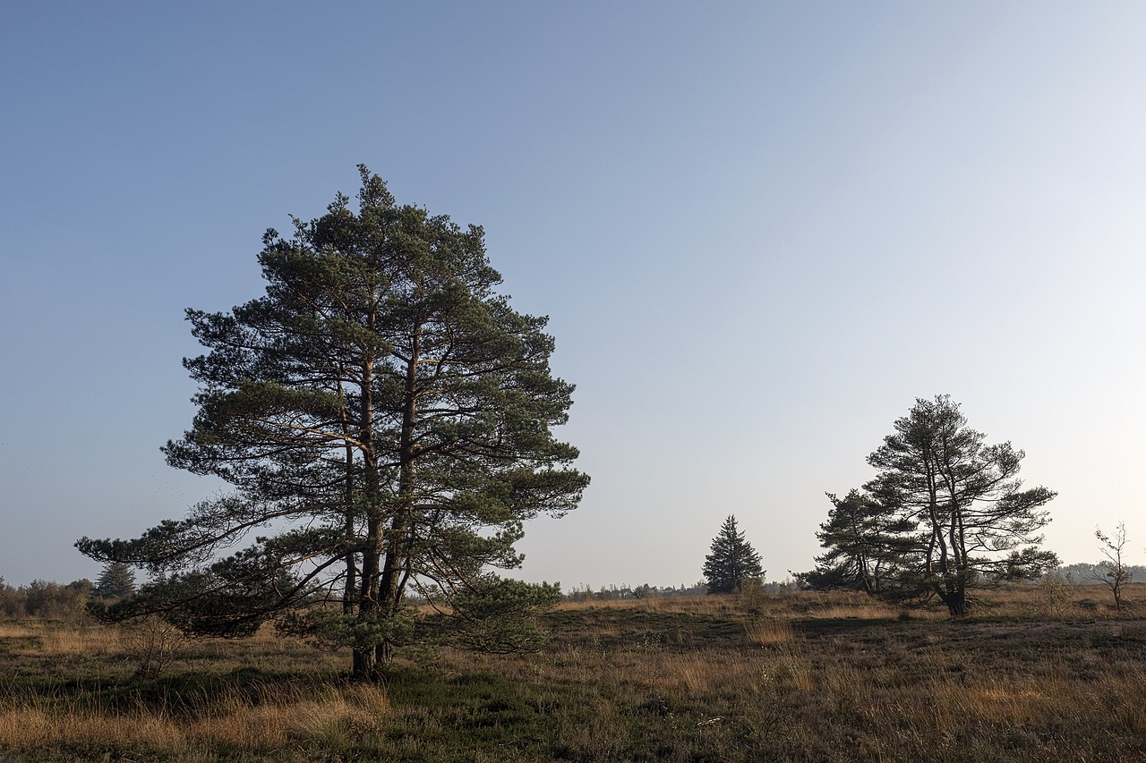 Image - heide heathland erika nature tree
