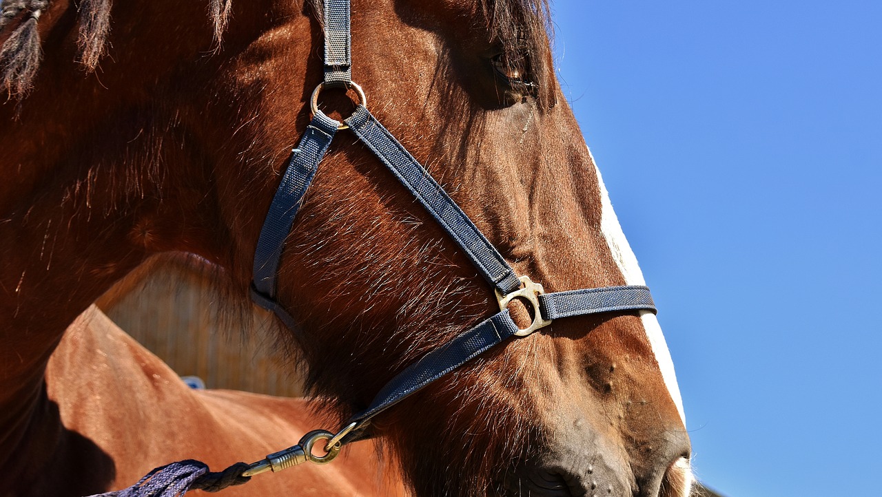 Image - shire horse horse big horse ride