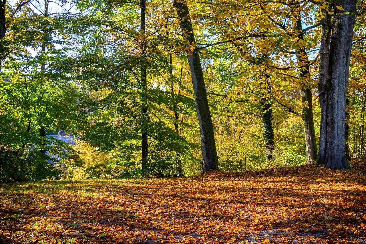 Image - autumn forest leaves golden