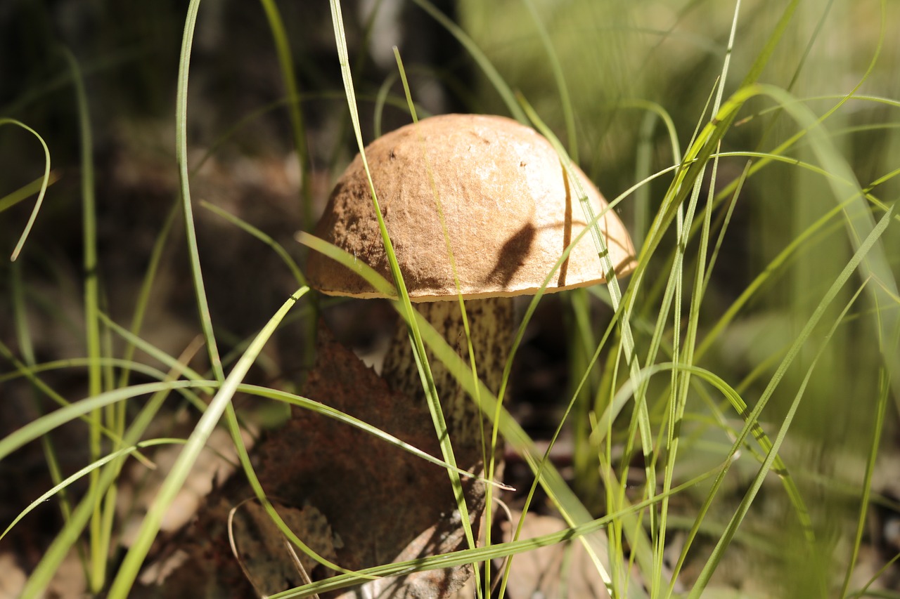 Image - mushroom mushrooms nature forest