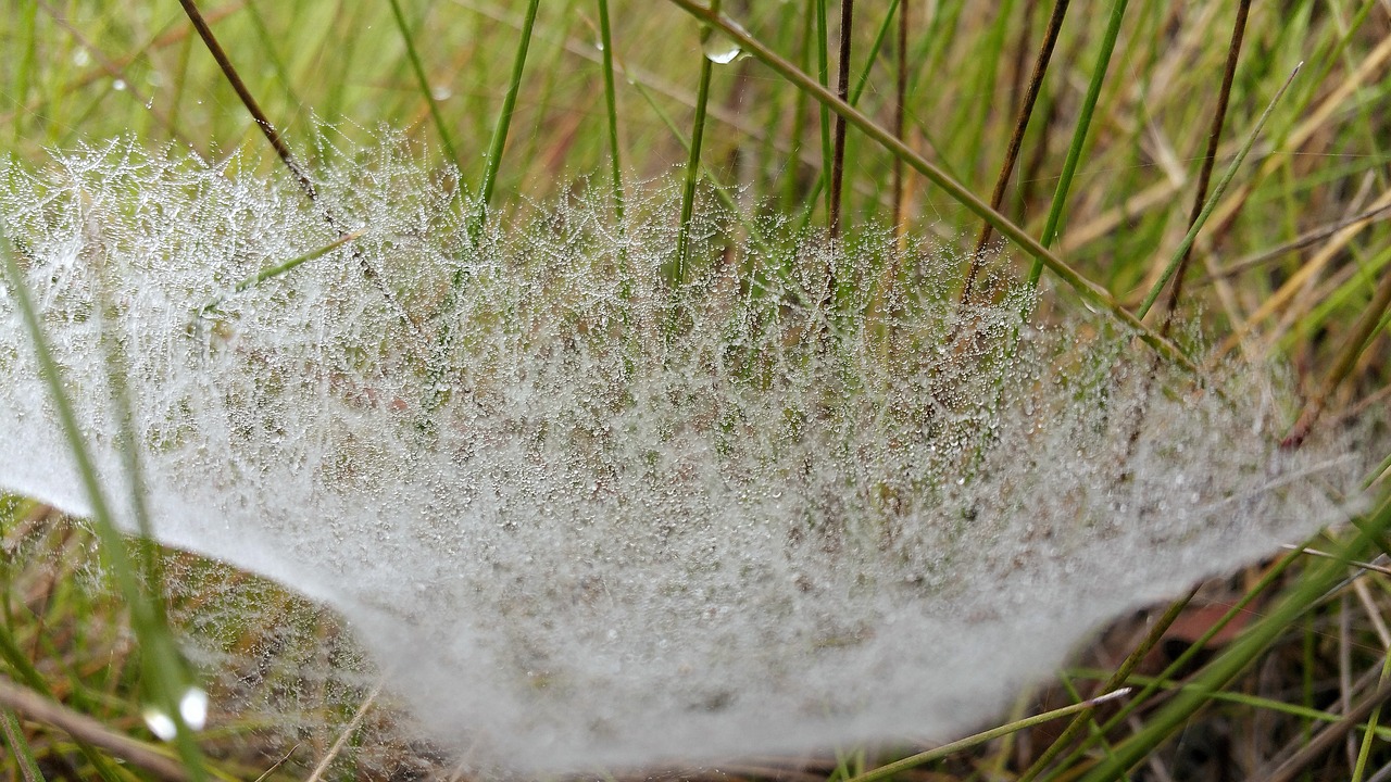 Image - web dew wet morning water drops