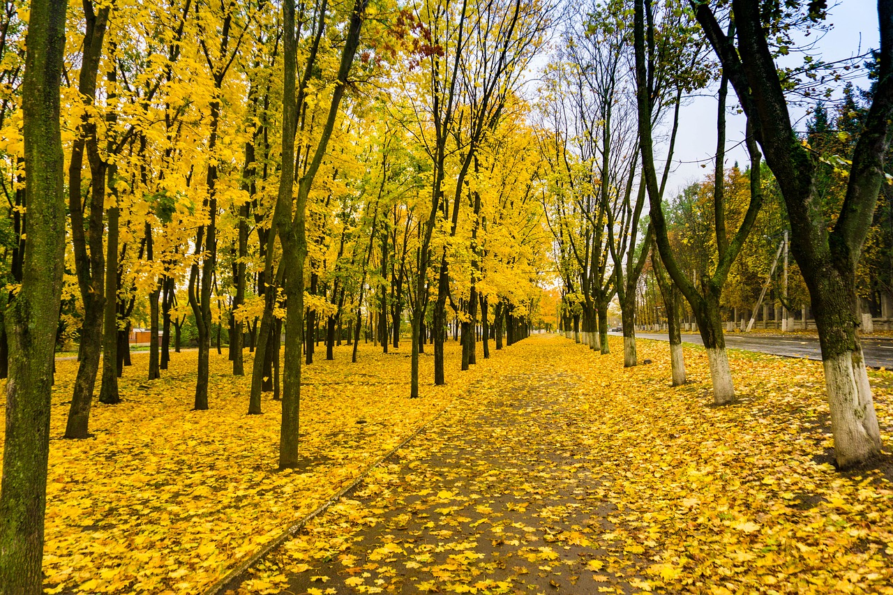 Image - autumn paint forest landscape