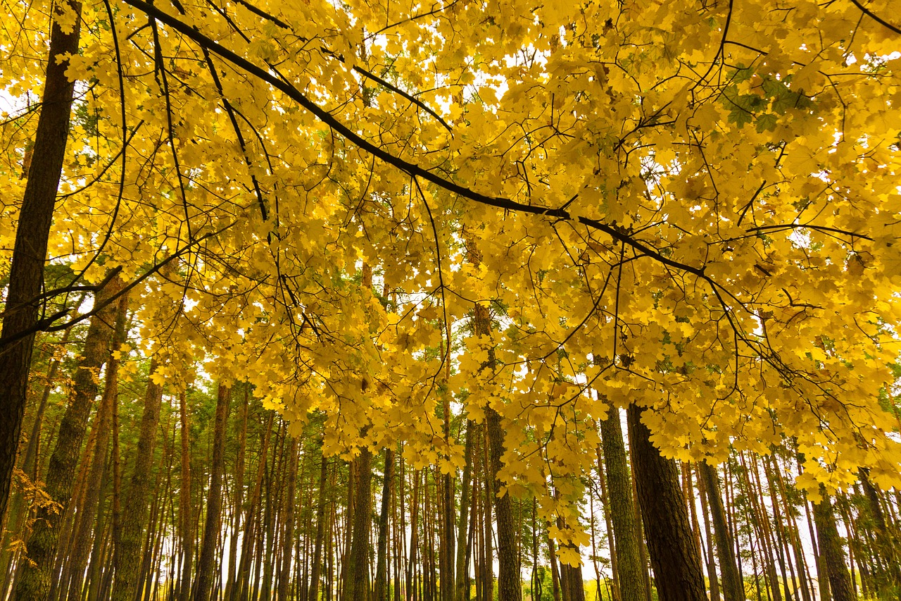 Image - autumn paint forest landscape