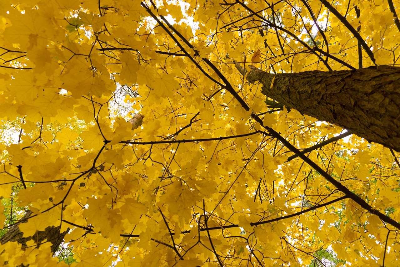 Image - autumn paint forest landscape