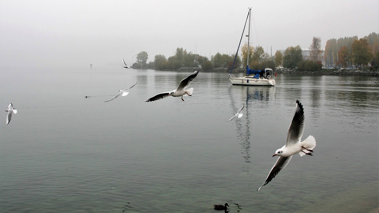 Image - morning lake dawn the silence