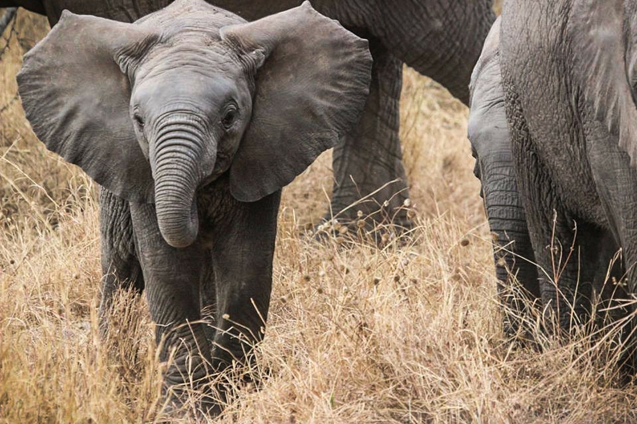 Image - elephant baby safari elephants