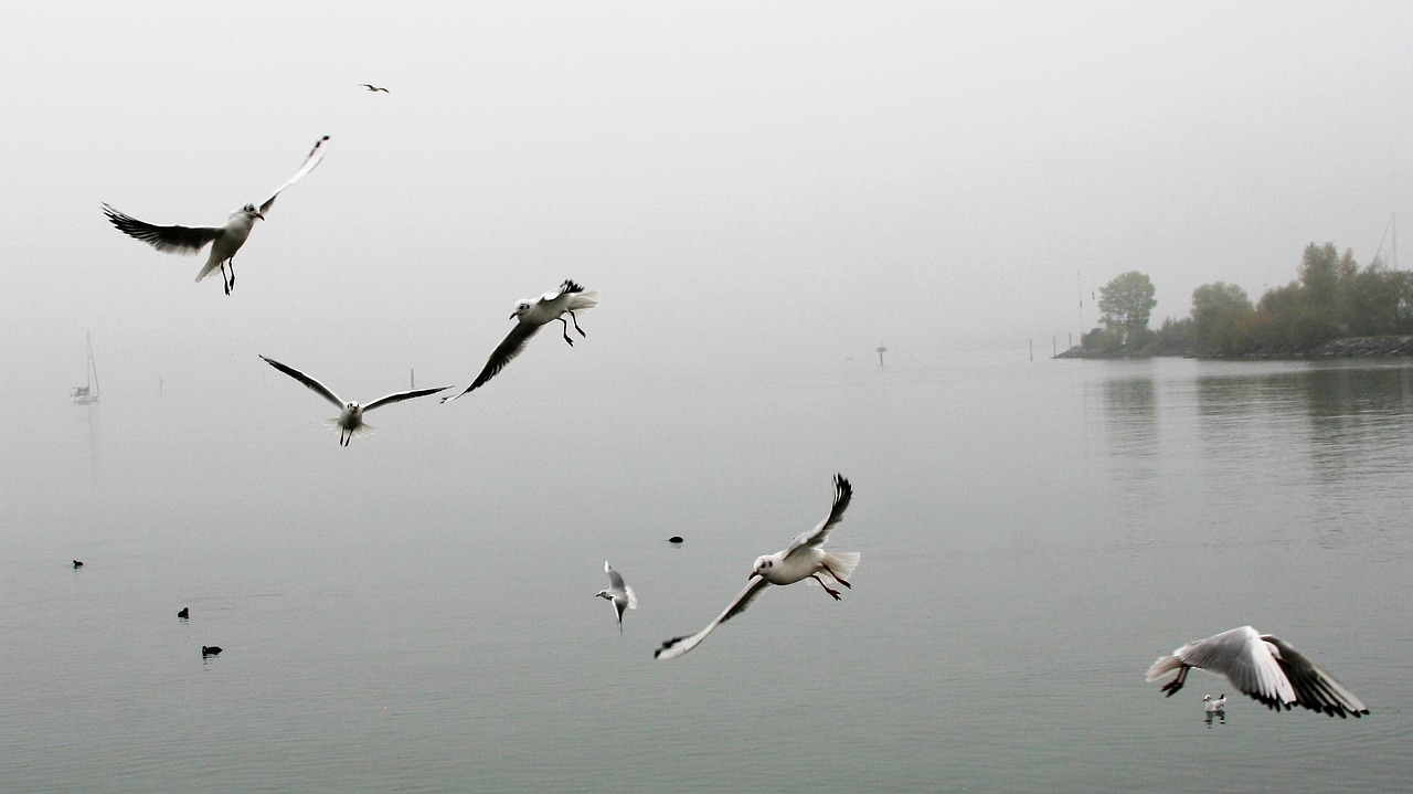 Image - morning mist dawn autumn