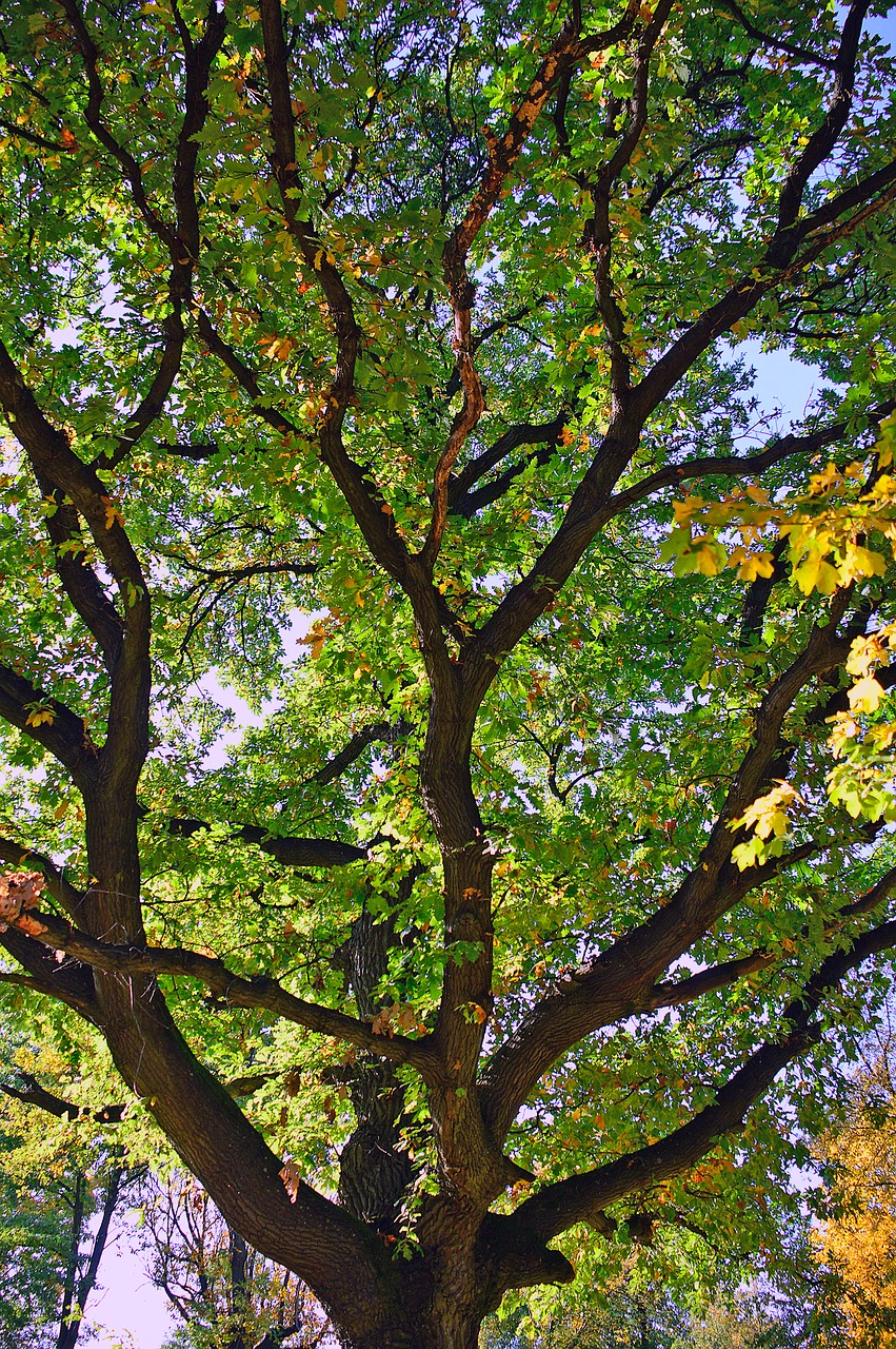 Image - autumn holidays color yellow leaf