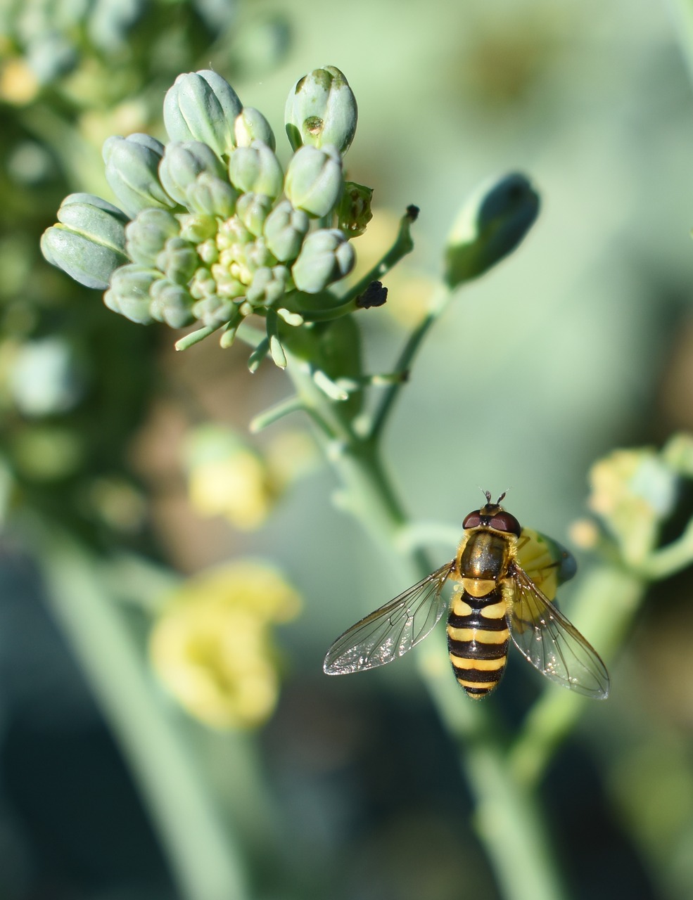 Image - bee flower broccoli garden nature