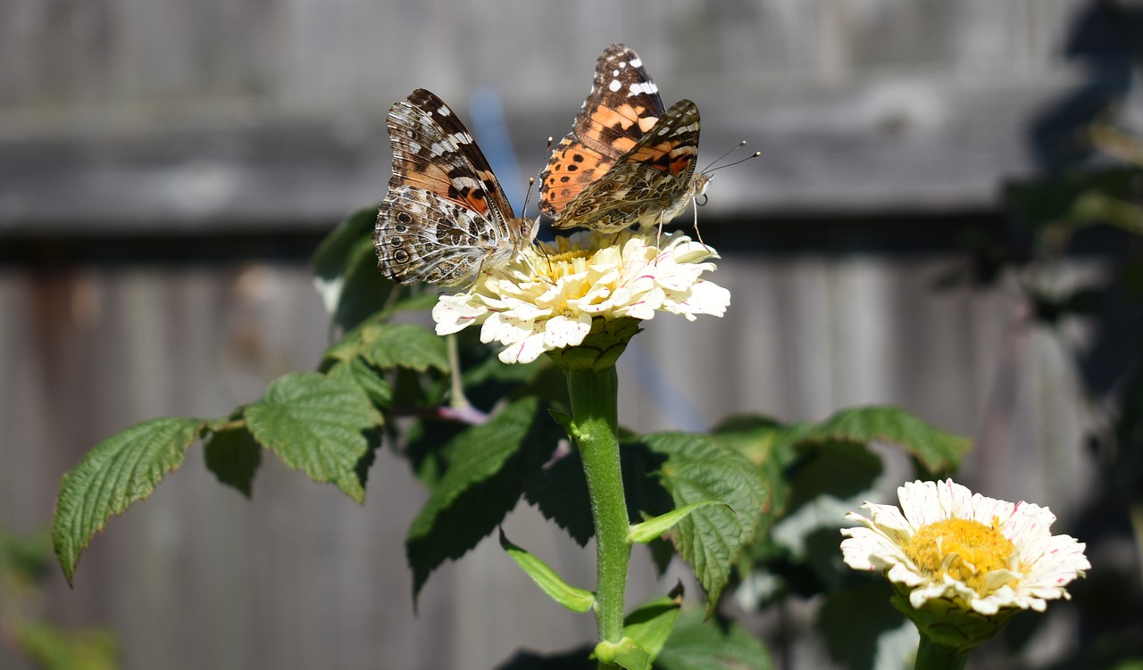 Image - flower butterfly