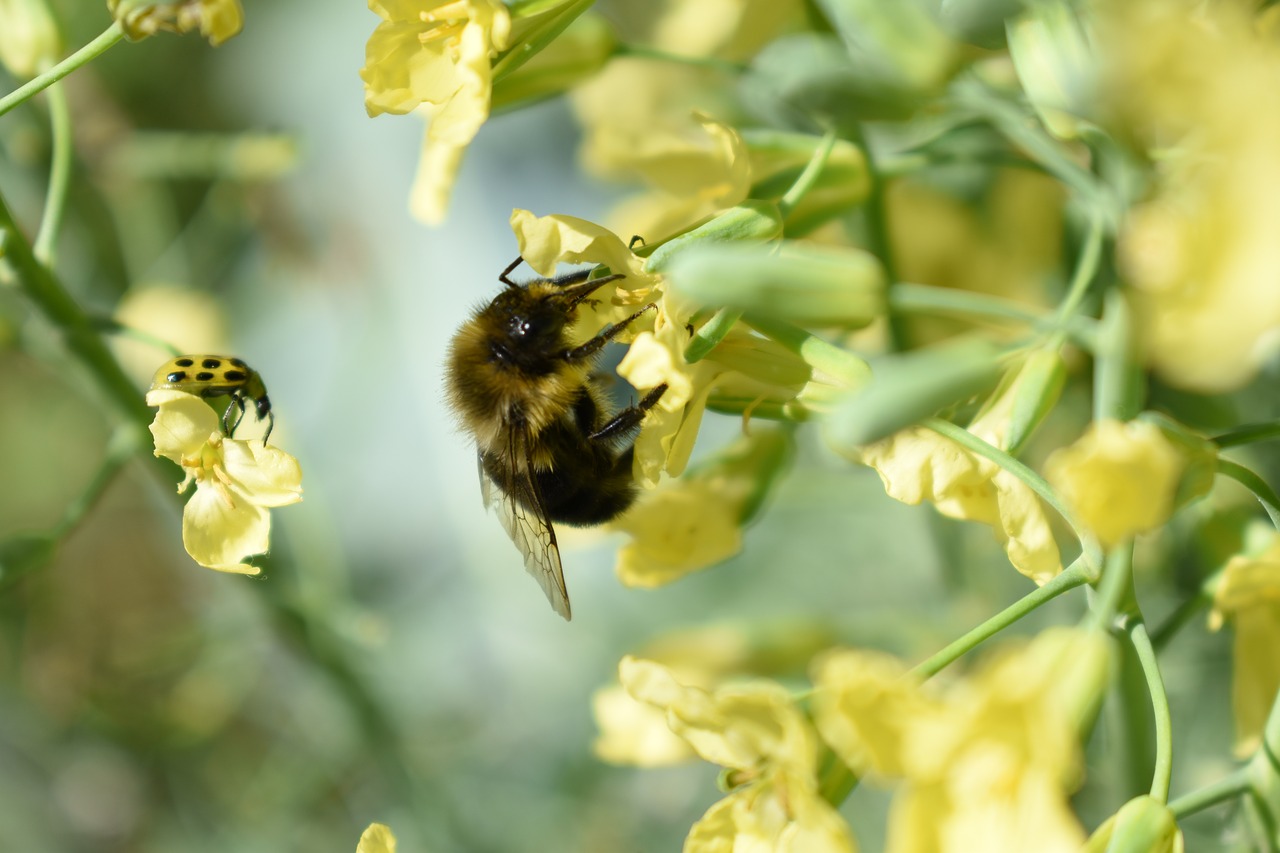 Image - bee insect flower pollen broccoli