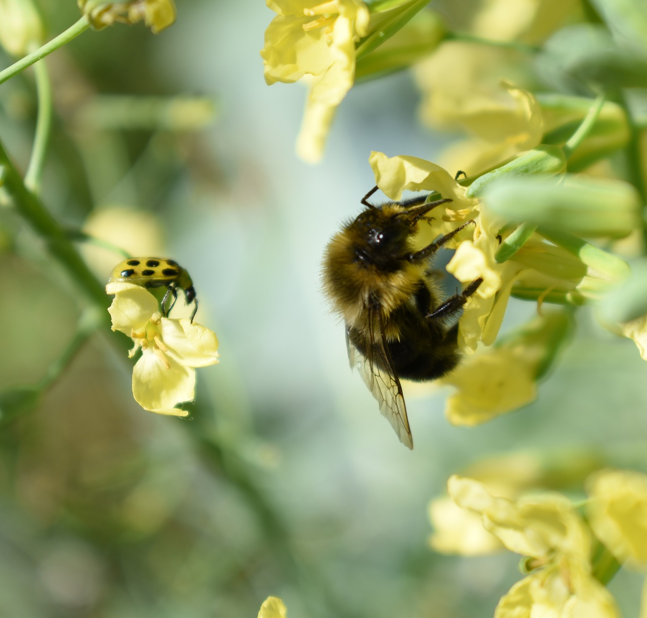 Image - bee flower pollen bumble bee