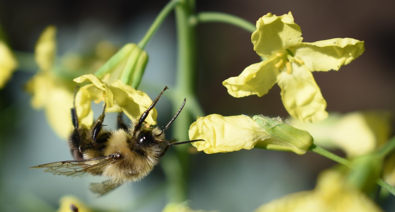 Image - bee bumblebee flower yellow pollen