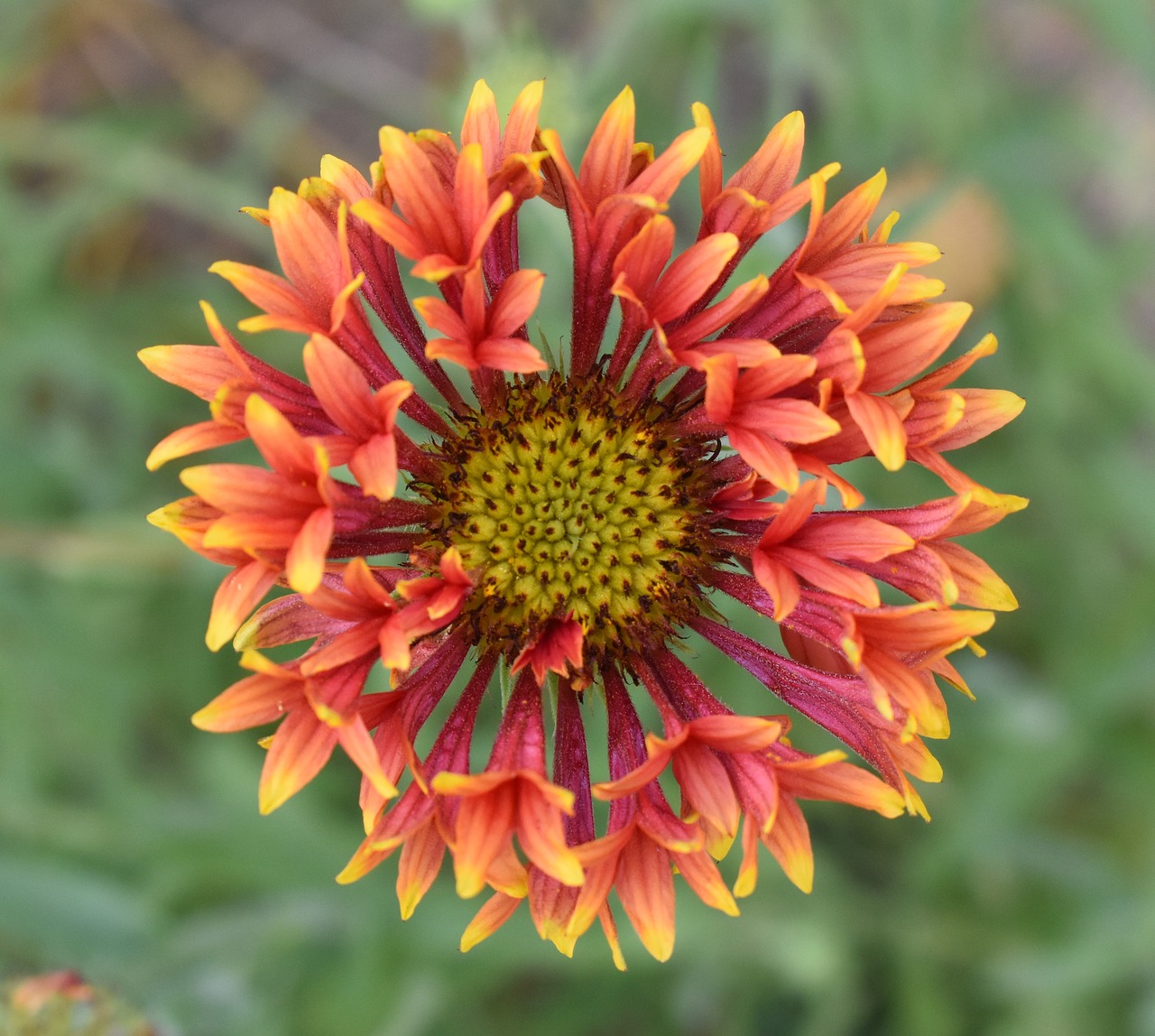 Image - flower gaillardia red yellow bloom