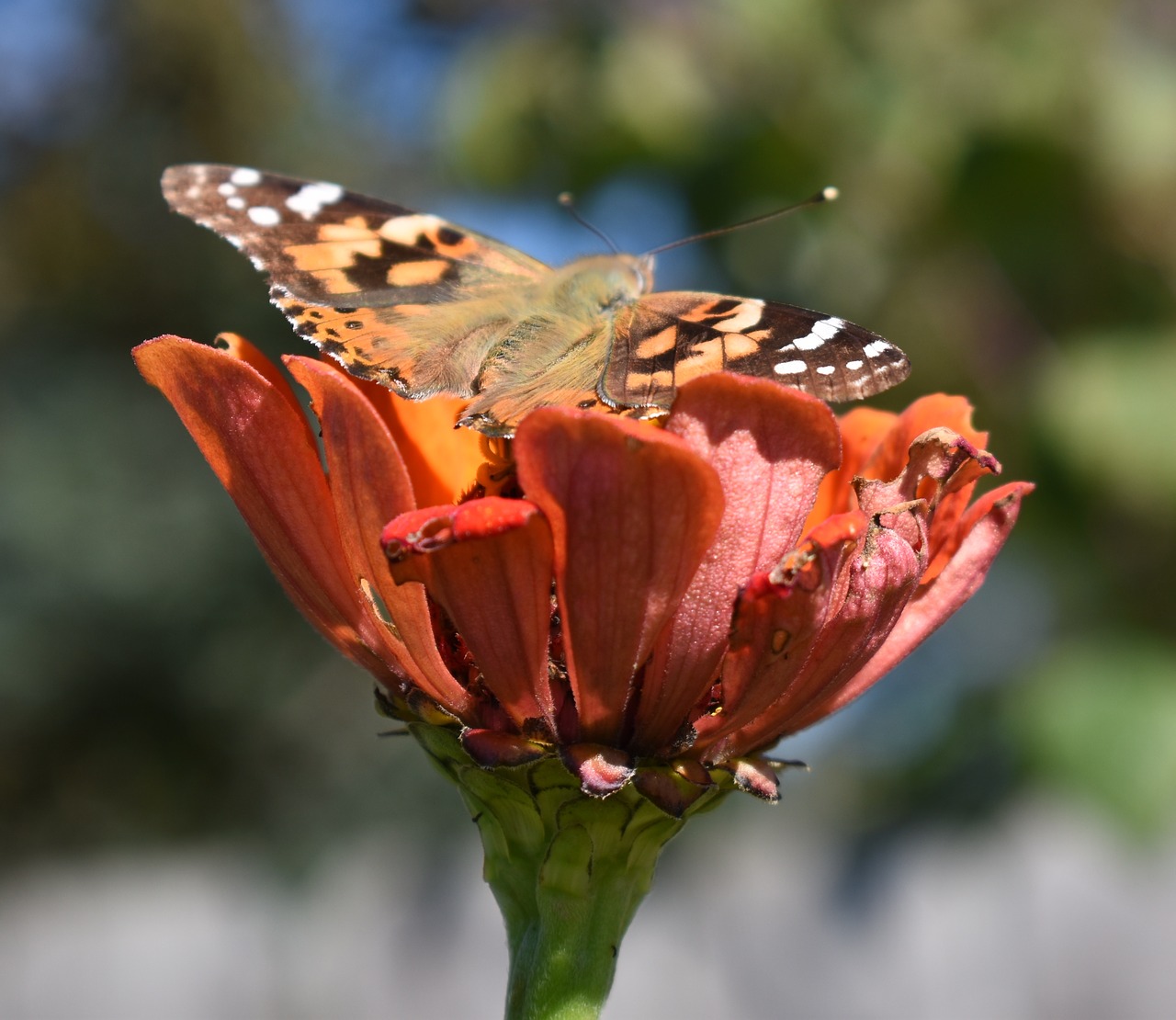 Image - flower butterfly