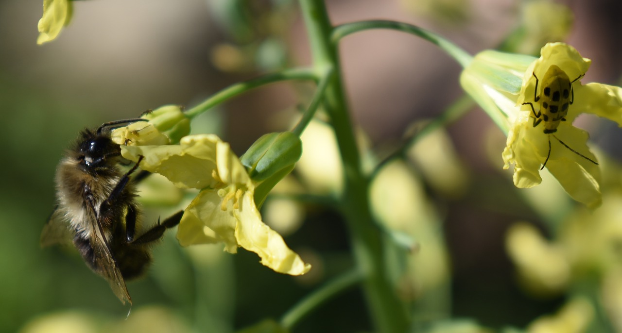 Image - flower pollen broccoli