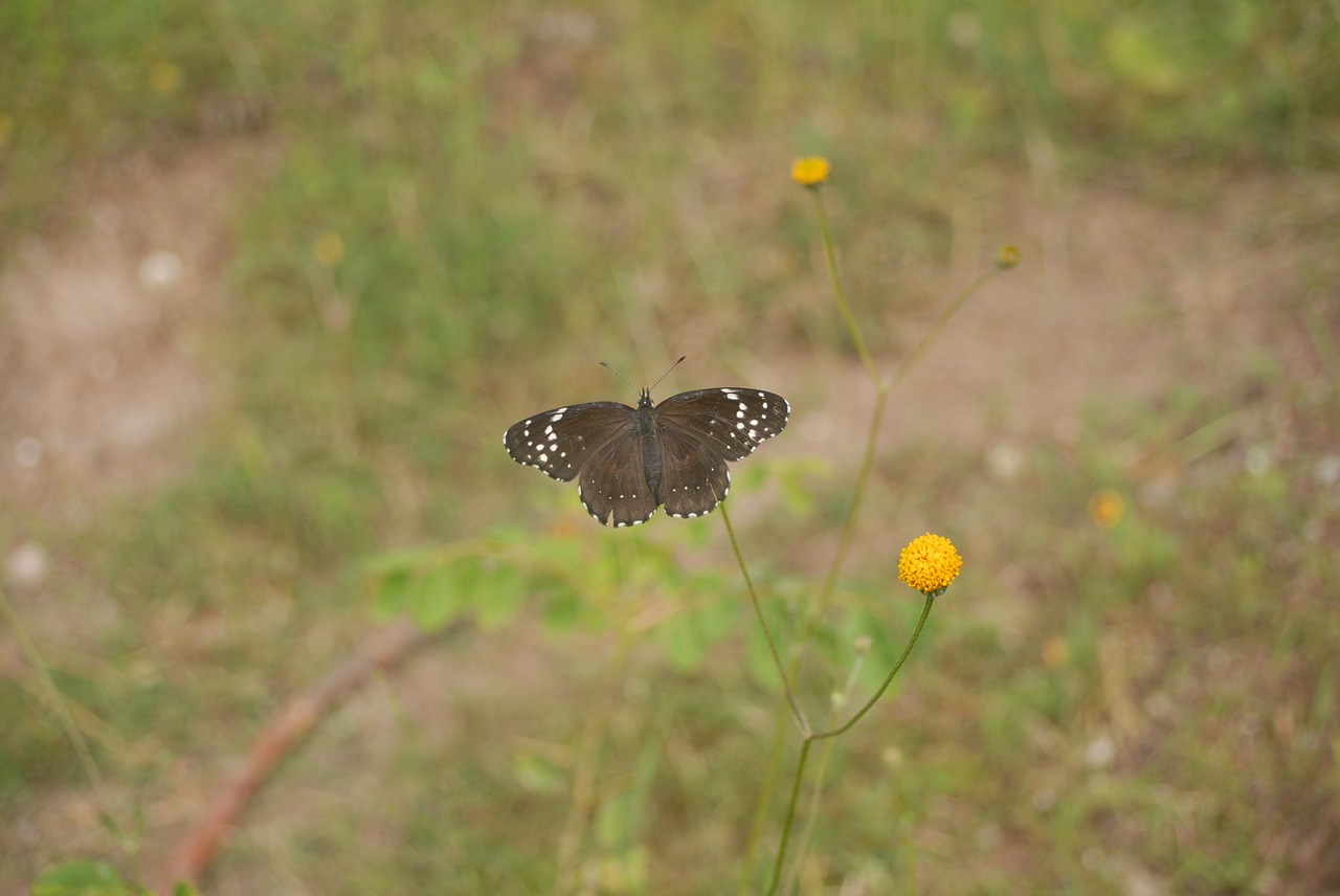 Image - butterfly regional insect flying