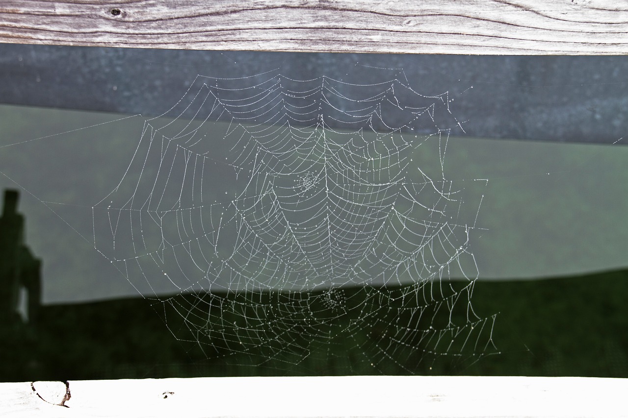 Image - cobweb network autumn drop of water