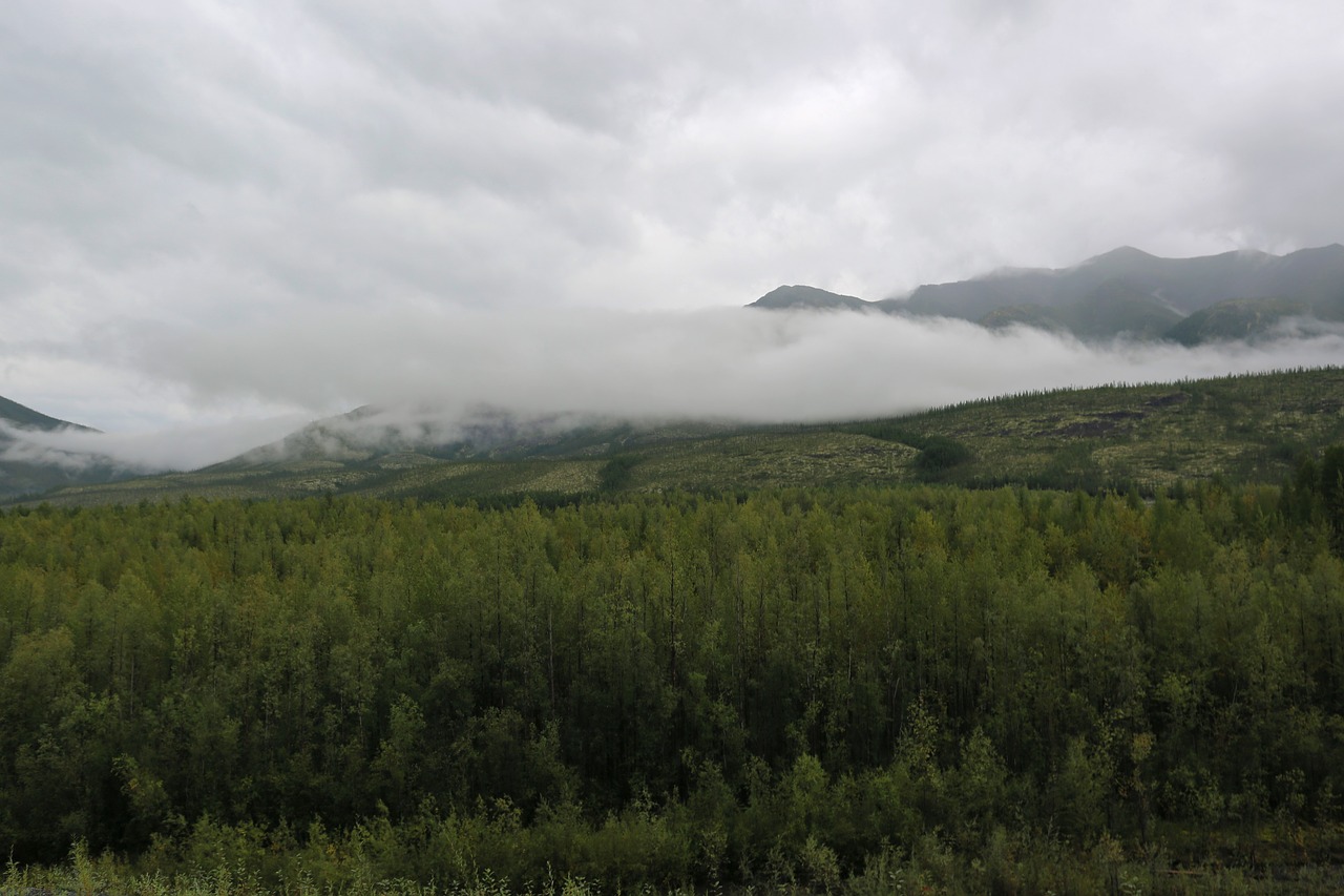 Image - forest cloud after the rain evening