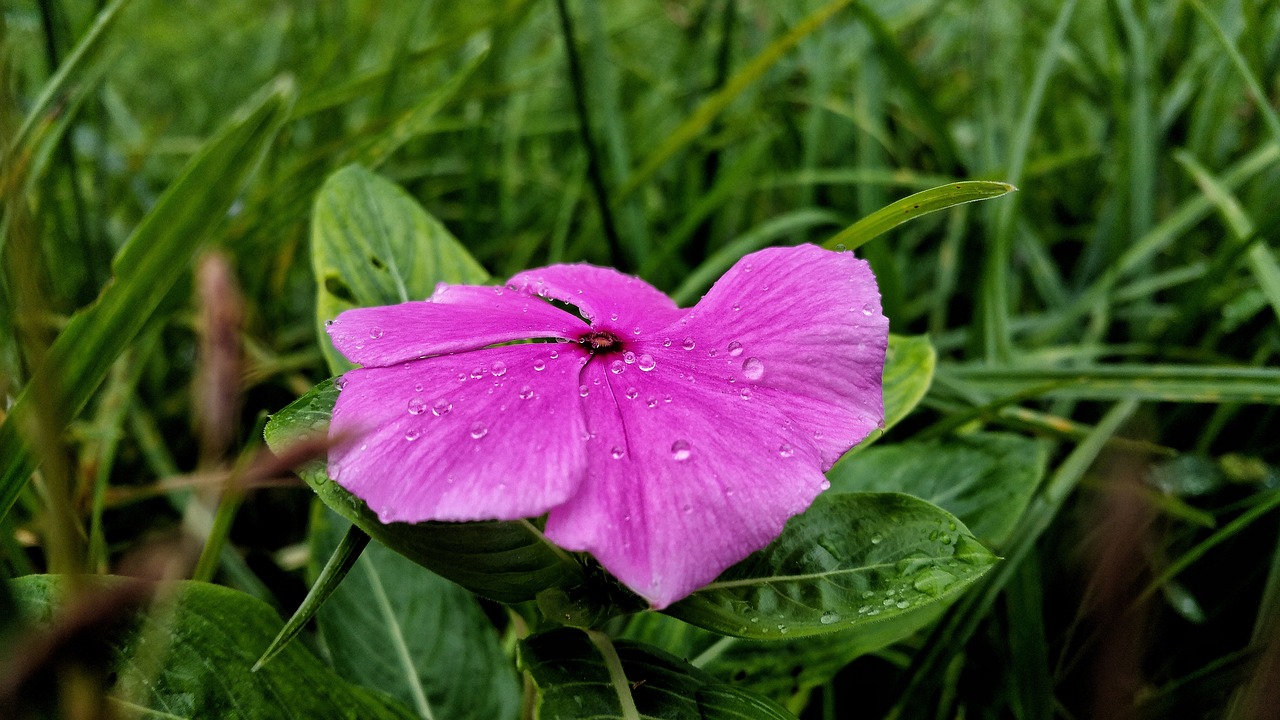 Image - flower dew water drops purple