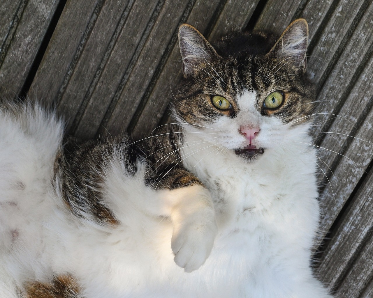 Image - cat play terrace wood animal