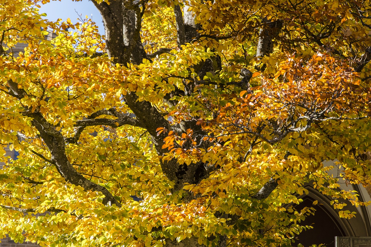 Image - autumn autumn colours leaves nature