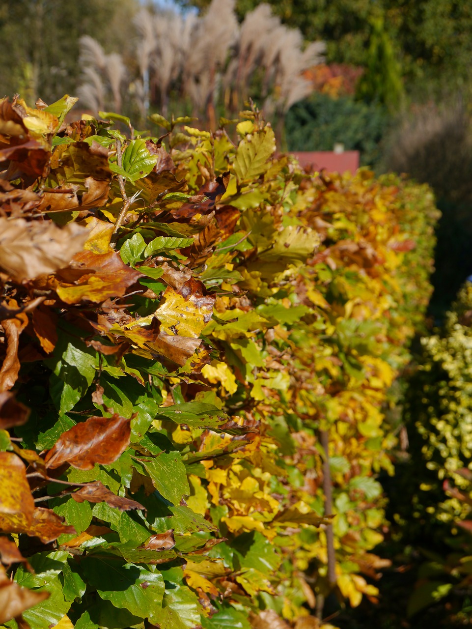 Image - autumn hedge hedge accounting