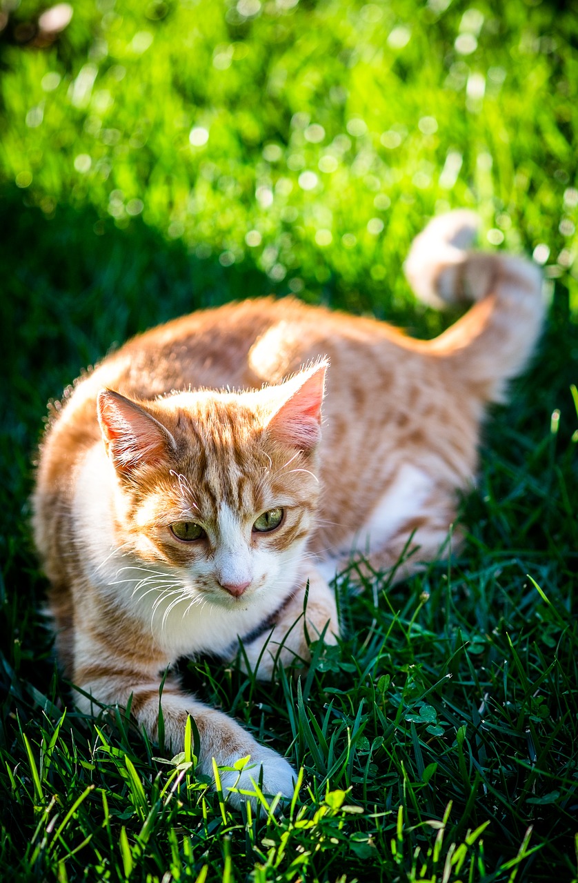 Image - cat in the doghouse feline