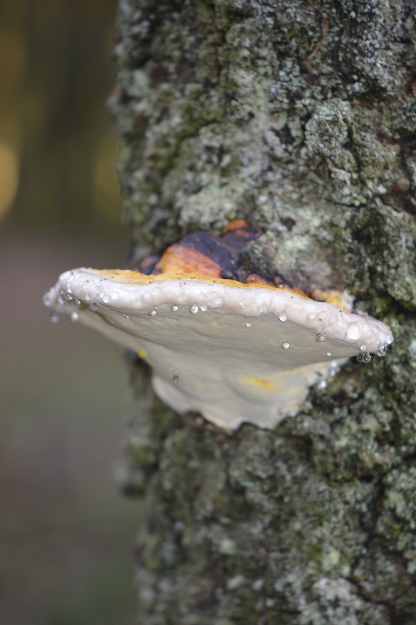 Image - tree fungus drop of water forest