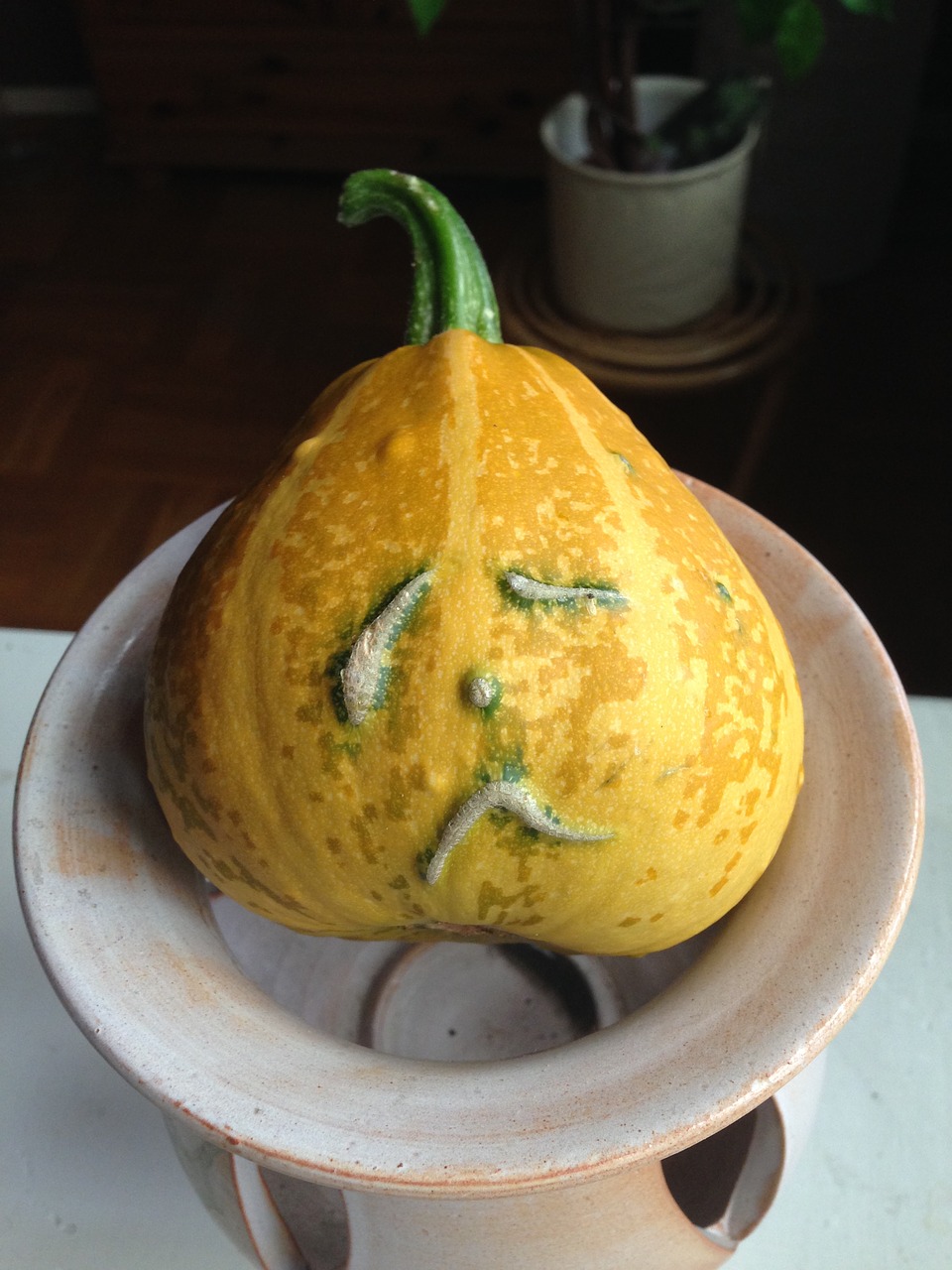 Image - pumpkin hubby yellow