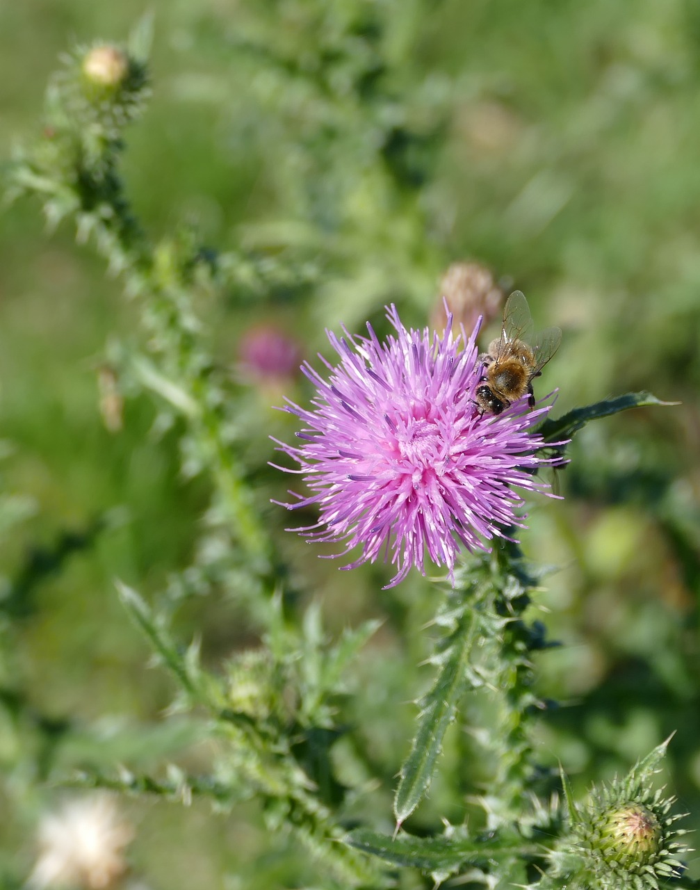 Image - thistle bee flower plant