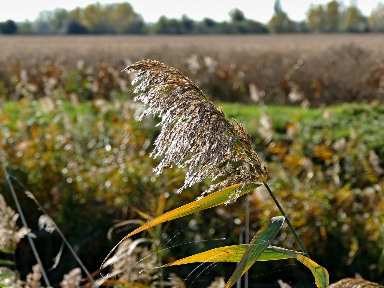 Image - common reed plant field trees