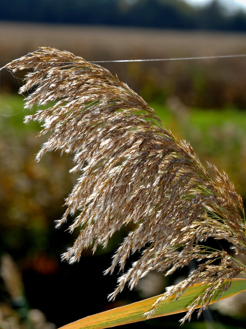 Image - common reed plant spider web indian