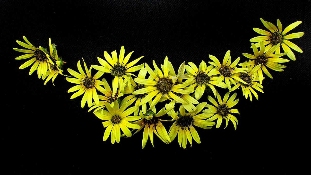 Image - daisies yellow pattern