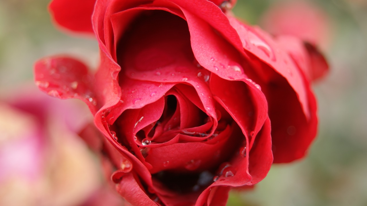 Image - rose red north chalus