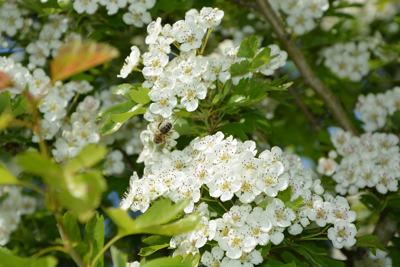 Image - flowers leaves hawthorn tree shrub