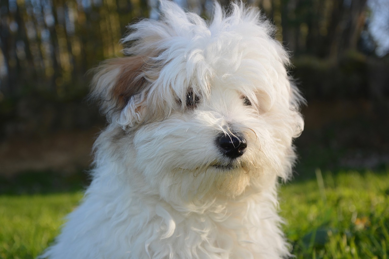 Image - dog puppy cotton tulear animal