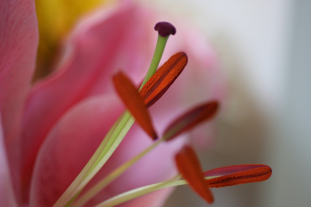 Image - inside flower macro stamen pink
